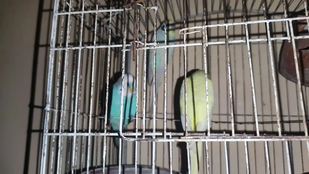 Budgus for sale — photo 4