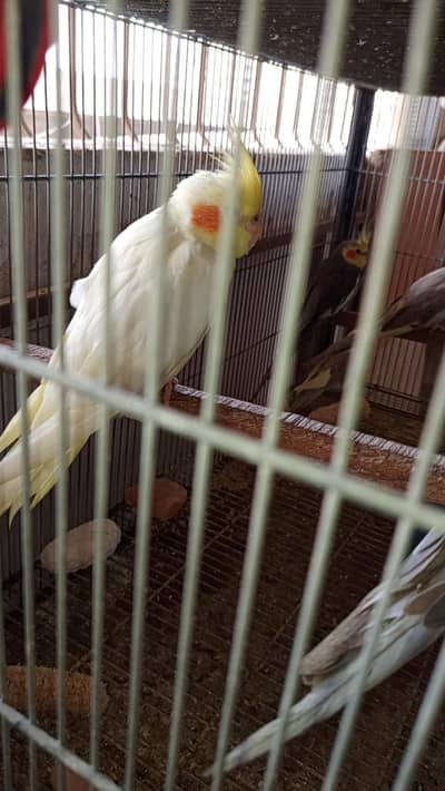 Cockatiel colony & Australian parrots