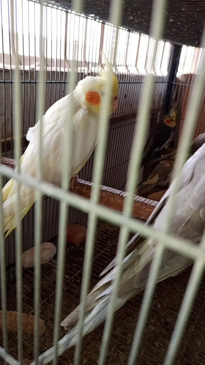 Cockatiel colony & Australian parrots — photo 2