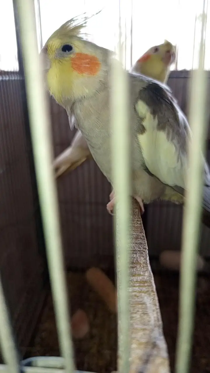 Cockatiel colony & Australian parrots — photo 3