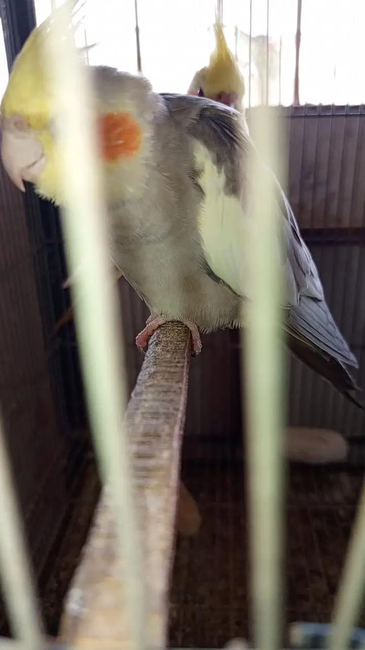 Cockatiel colony & Australian parrots — photo 4