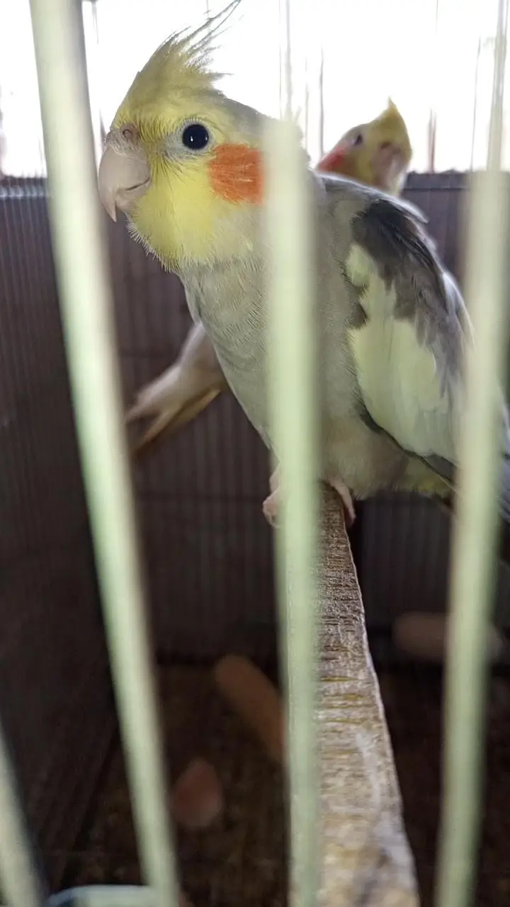 Cockatiel colony & Australian parrots — photo 5