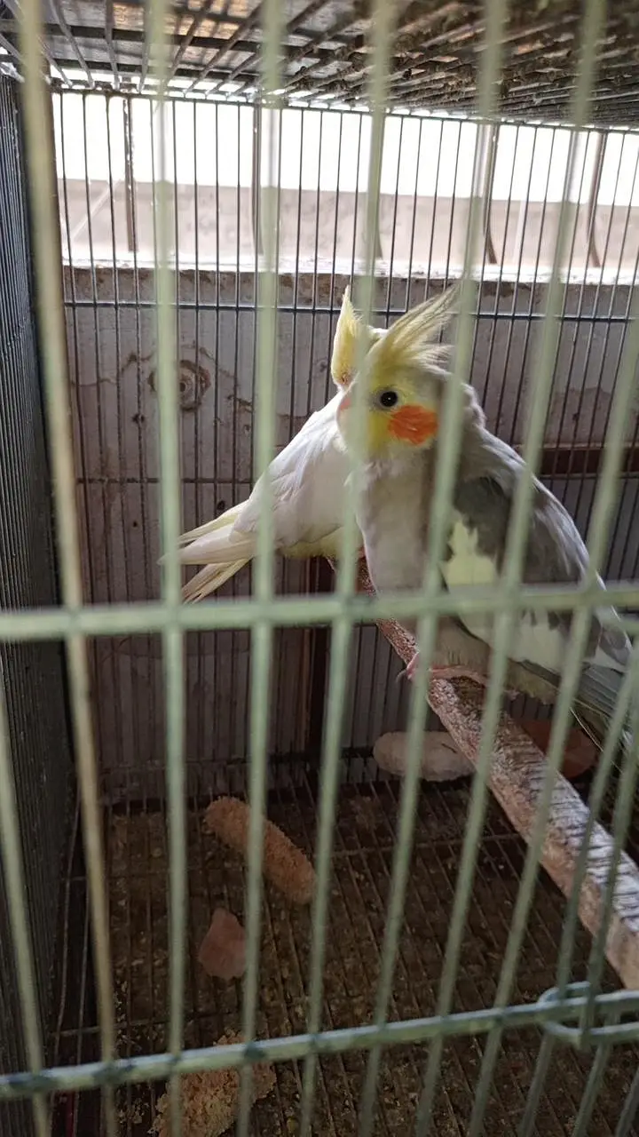 Cockatiel colony & Australian parrots — photo 6