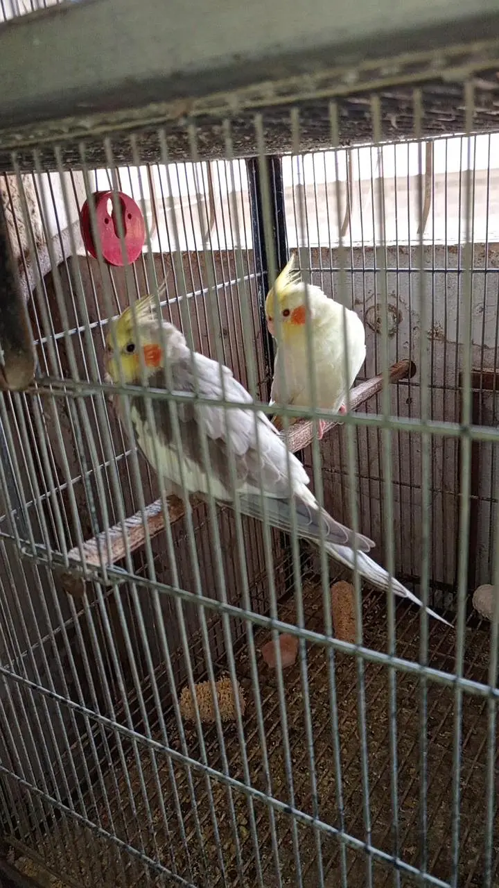 Cockatiel colony & Australian parrots — photo 7