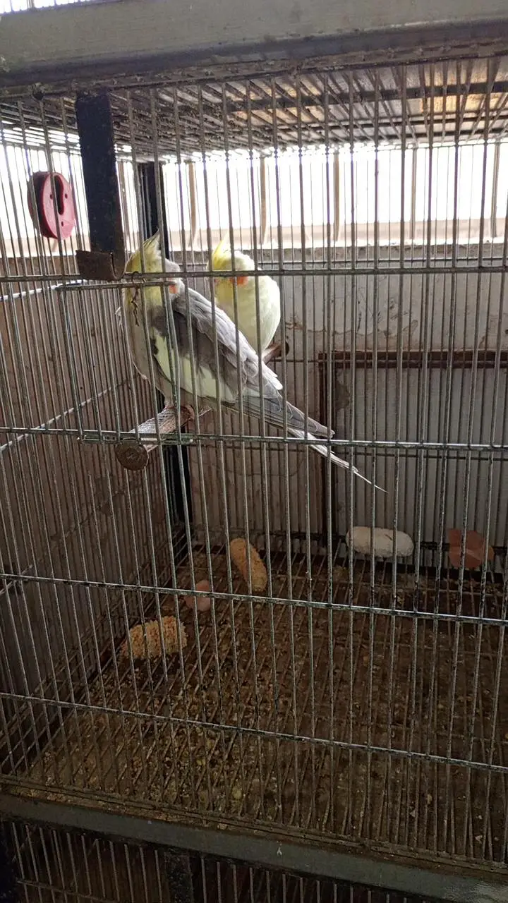 Cockatiel colony & Australian parrots — photo 8