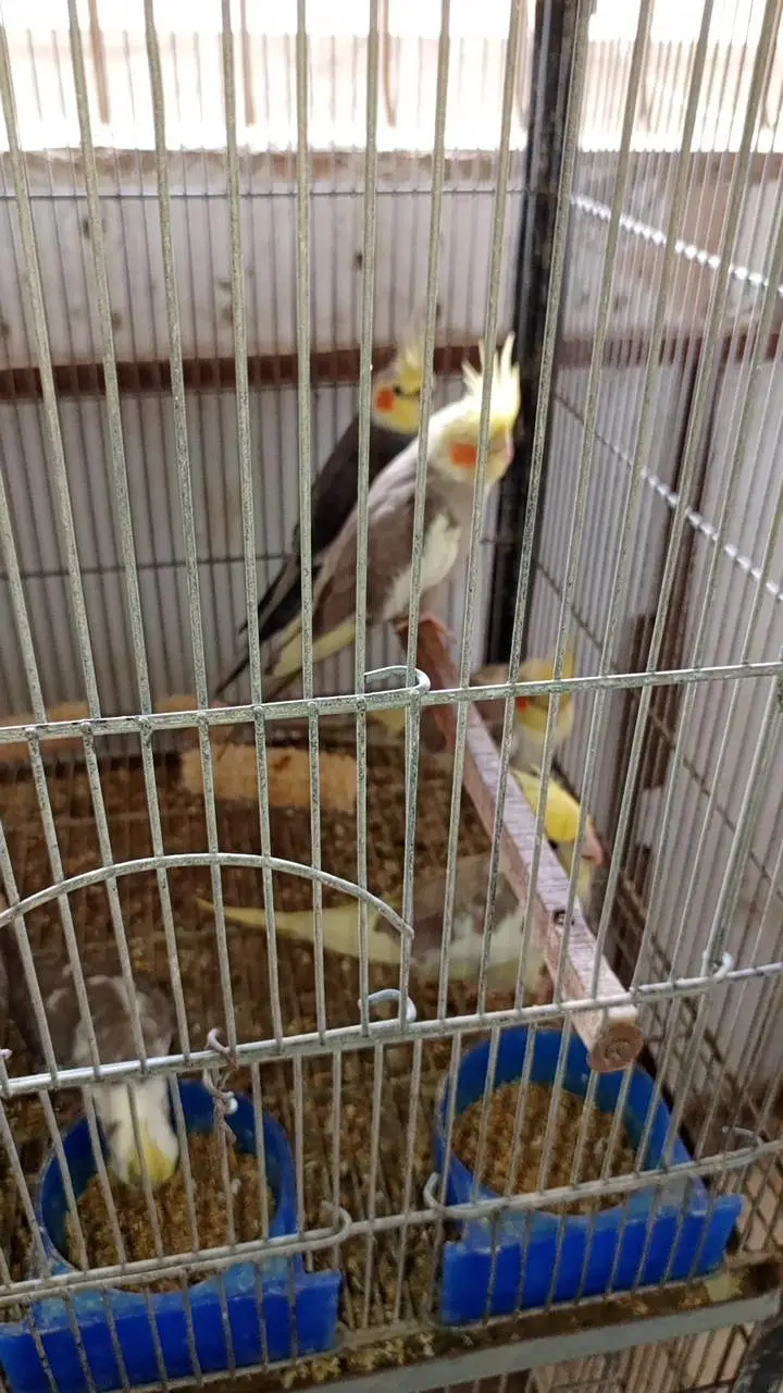 Cockatiel colony & Australian parrots — photo 9