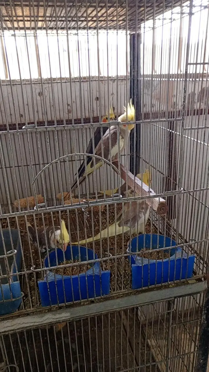 Cockatiel colony & Australian parrots — photo 10