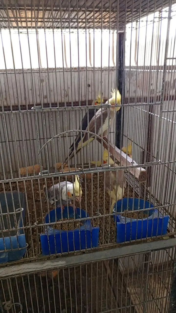 Cockatiel colony & Australian parrots — photo 11