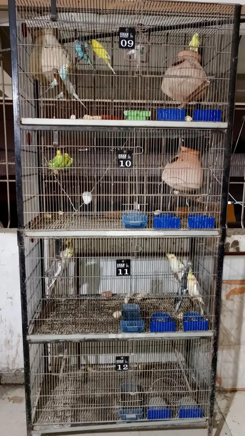 Cockatiel colony & Australian parrots — photo 12