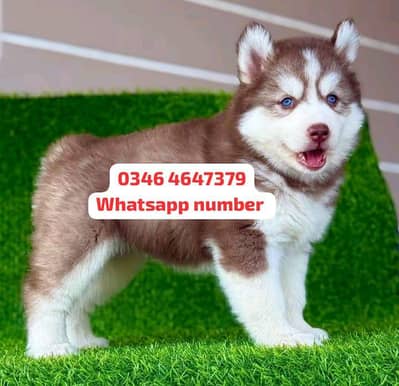 Siberian husky for sale