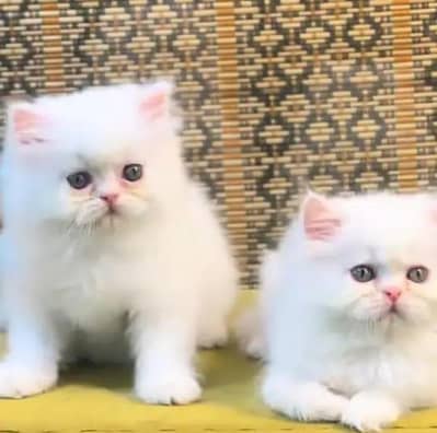 (Persian female kitten) (for sale all) (Pakistan delivery available)