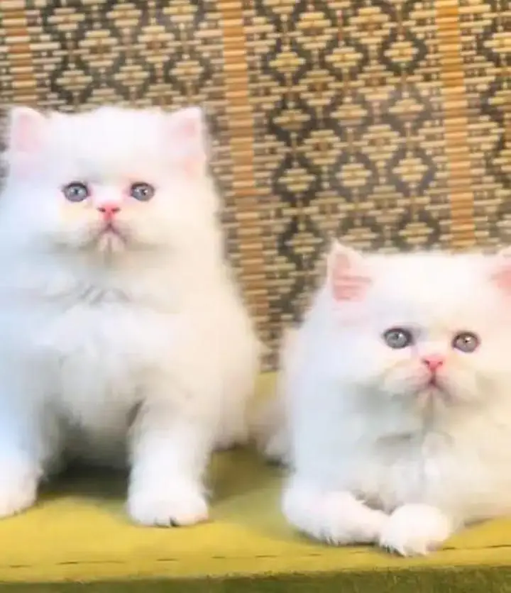 (Persian female kitten) (for sale all) (Pakistan delivery available) — photo 2
