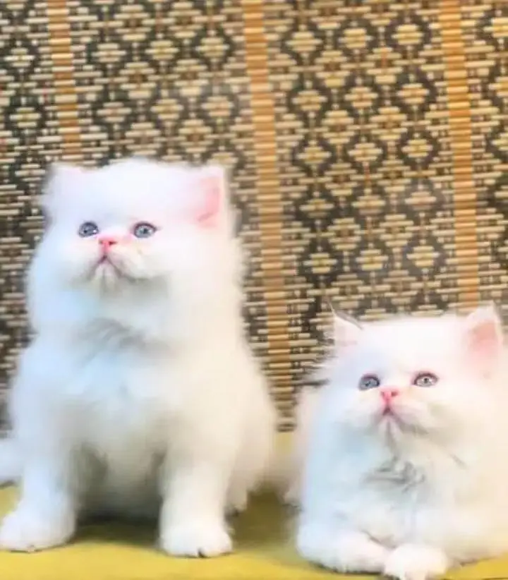 (Persian female kitten) (for sale all) (Pakistan delivery available) — photo 3