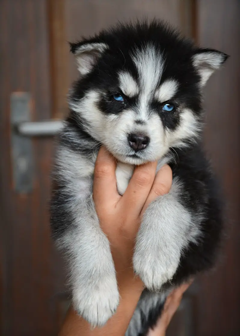 All Kind Of Dogs Breeds Available Puppies And Adults — photo 2