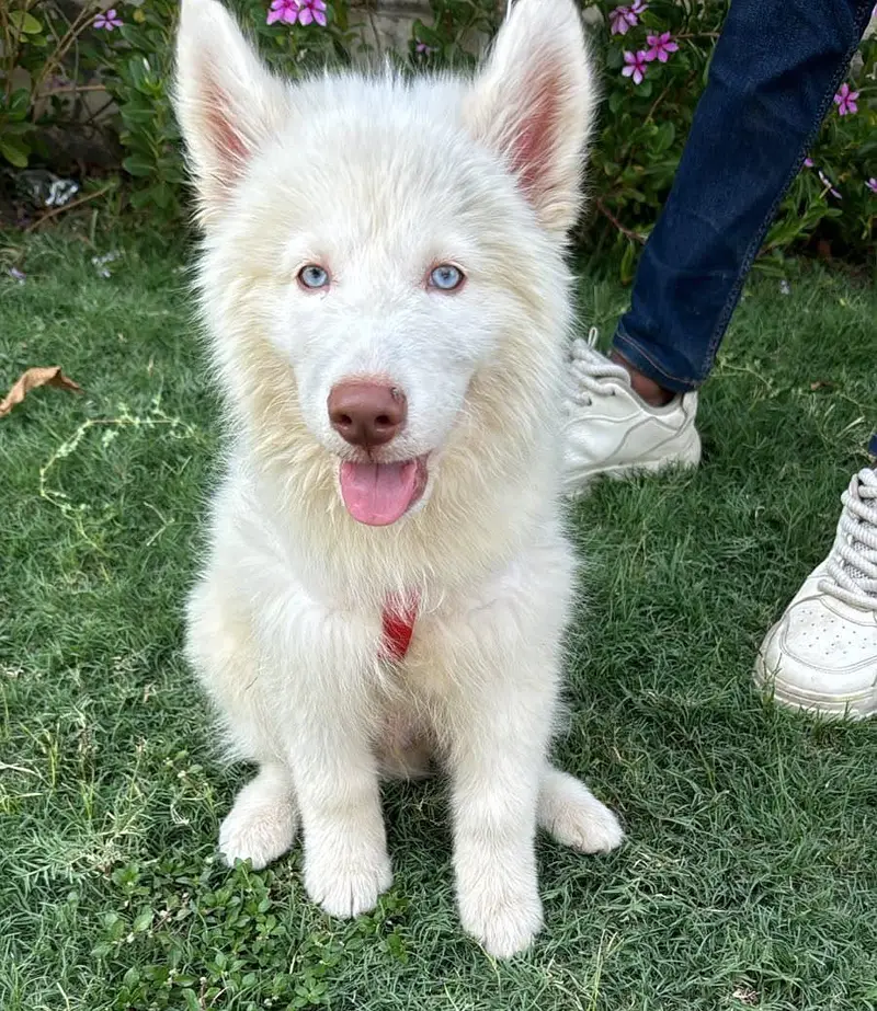 All Kind Of Dogs Breeds Available Puppies And Adults — photo 3