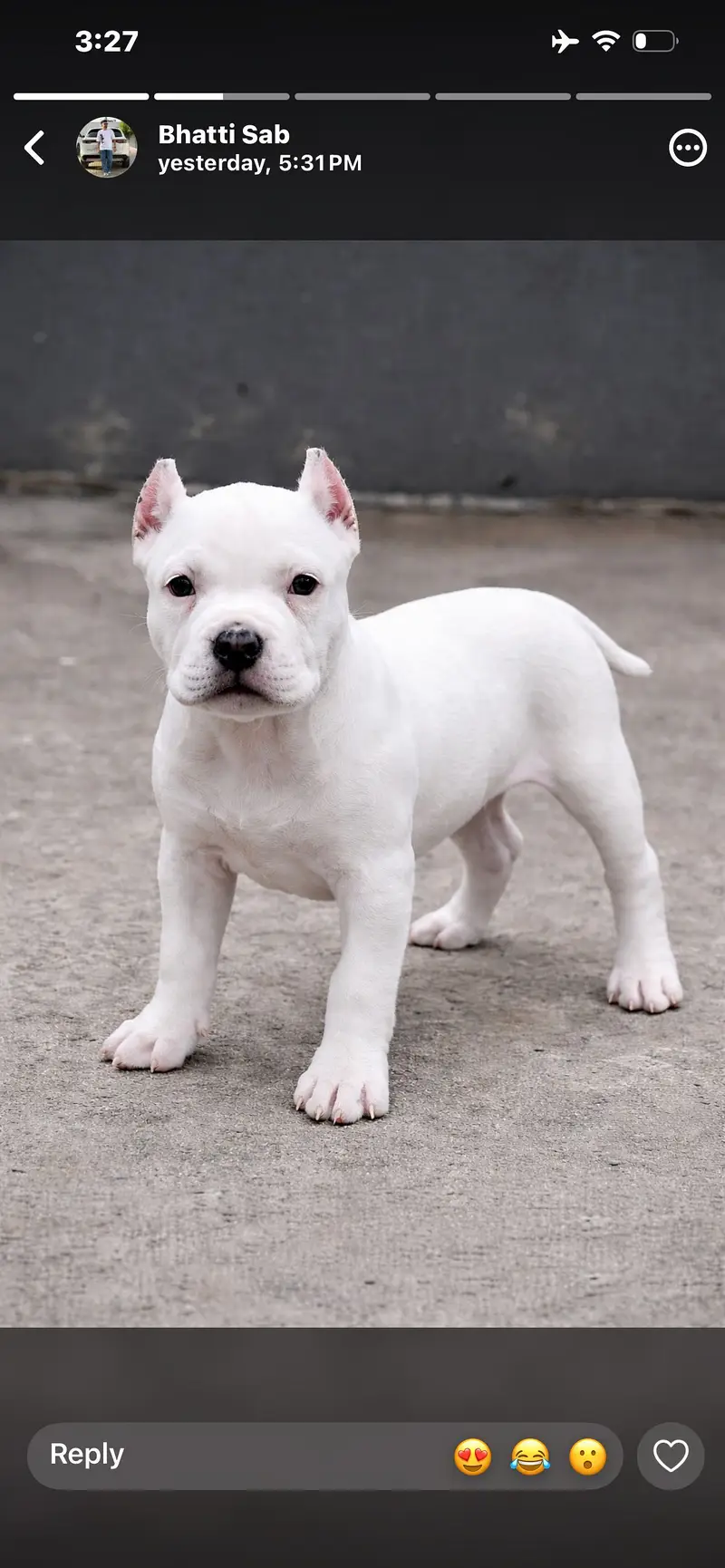 All Kind Of Dogs Breeds Available Puppies And Adults — photo 4