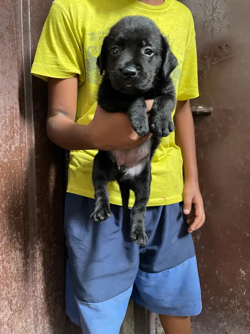 All Kind Of Dogs Breeds Available Puppies And Adults — photo 5