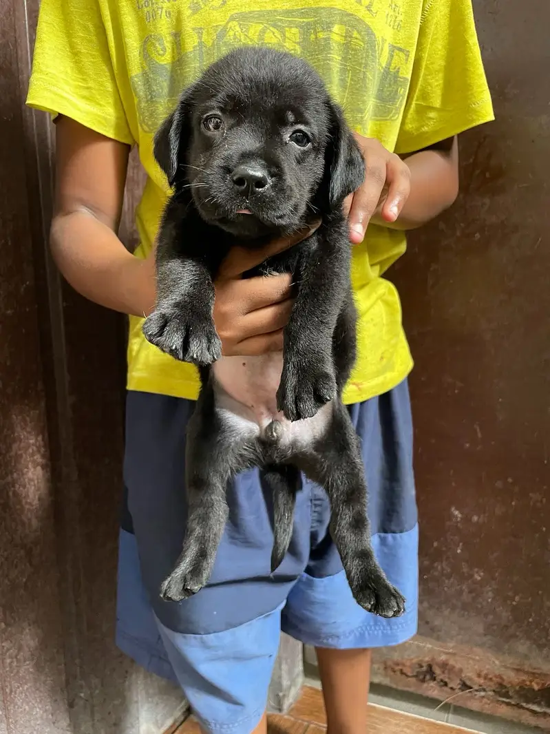 All Kind Of Dogs Breeds Available Puppies And Adults — photo 6