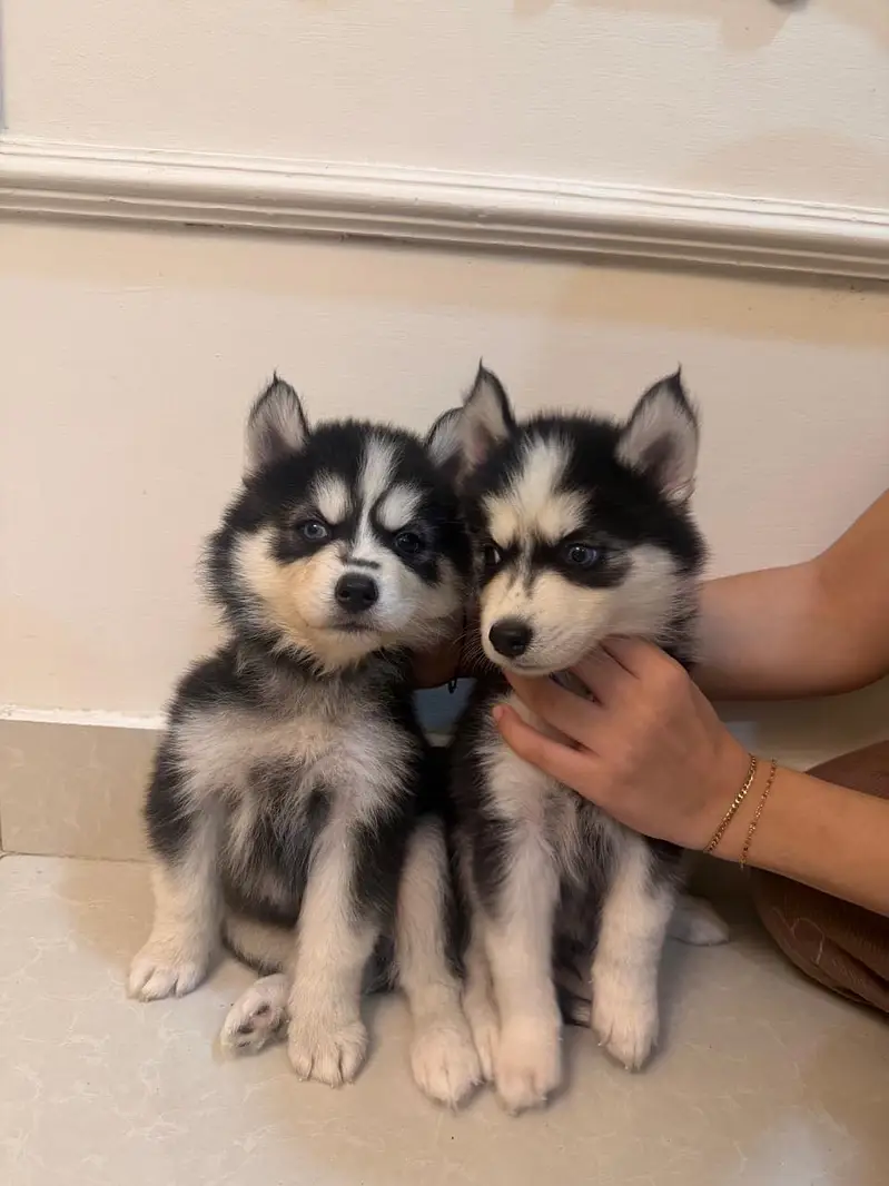 All Kind Of Dogs Breeds Available Puppies And Adults — photo 7