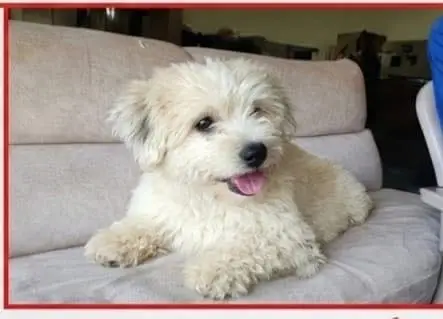 All Kind Of Dogs Breeds Available Puppies And Adults — photo 8