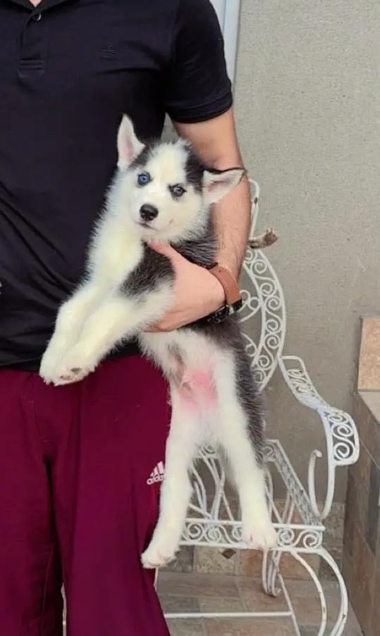 All Kind Of Dogs Breeds Available Puppies And Adults — photo 9