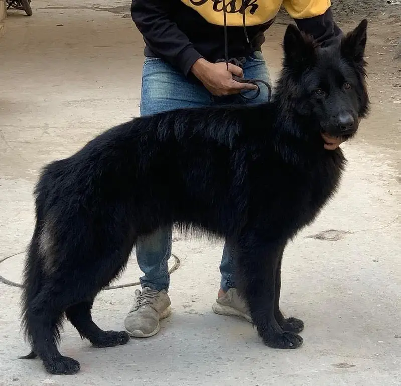 All Kind Of Dogs Breeds Available Puppies And Adults — photo 10