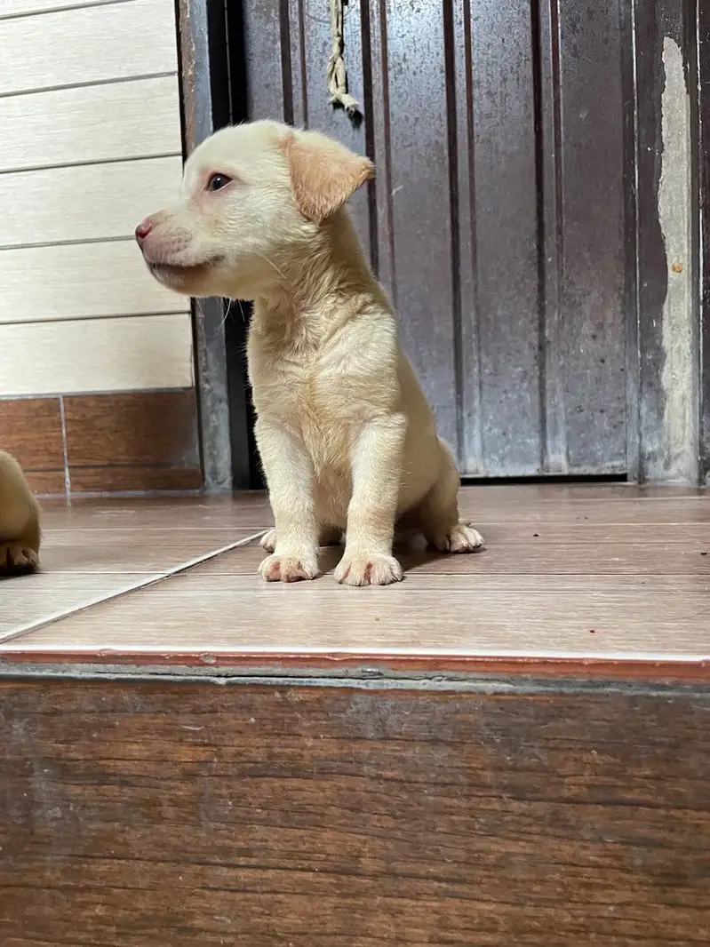 All Kind Of Dogs Breeds Available Puppies And Adults — photo 11