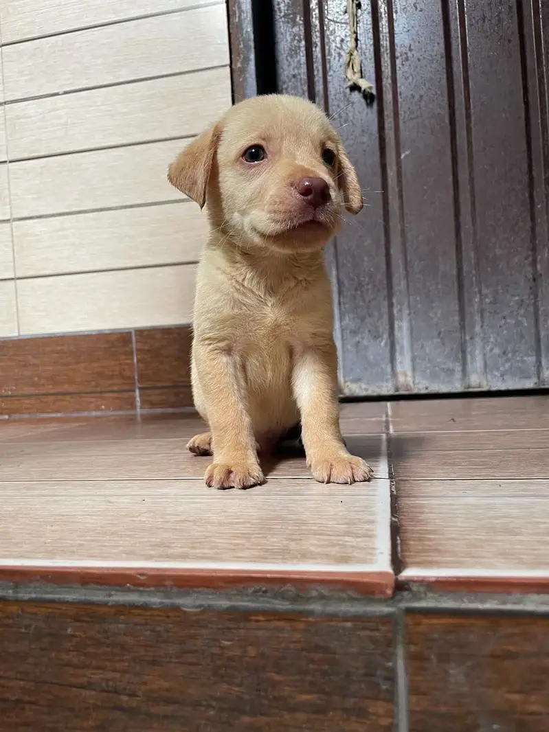 All Kind Of Dogs Breeds Available Puppies And Adults — photo 12
