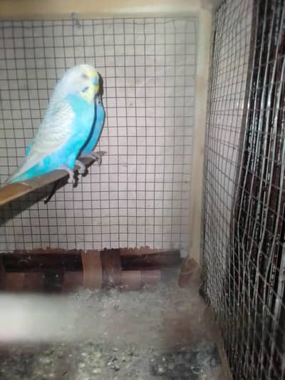 split red eyes pair or rainbow male or crusted male