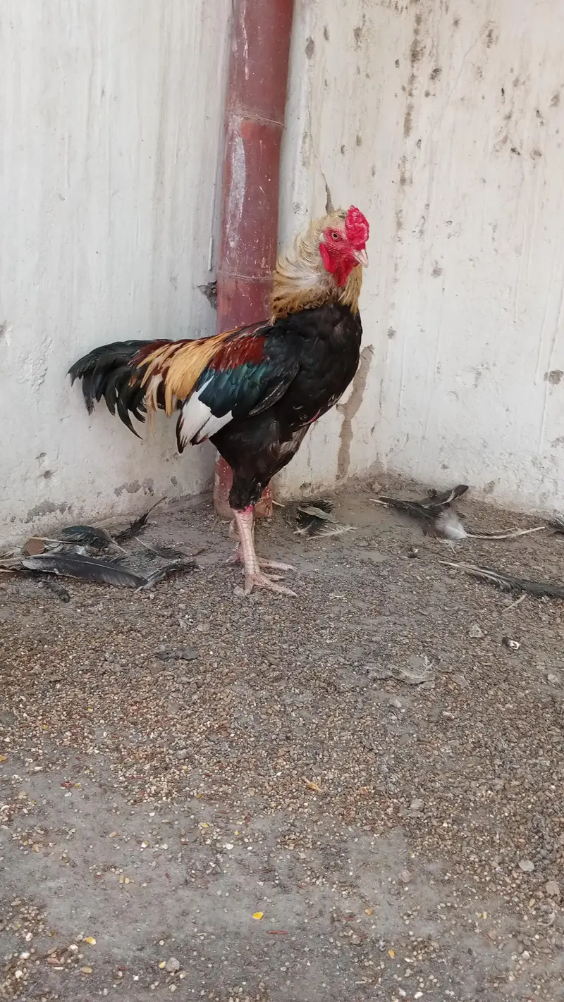 jawa aseel murga — photo 3