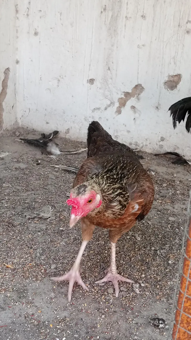 jawa aseel murga — photo 4