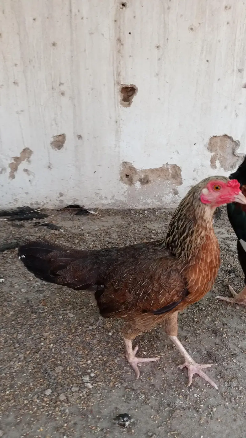 jawa aseel murga — photo 6