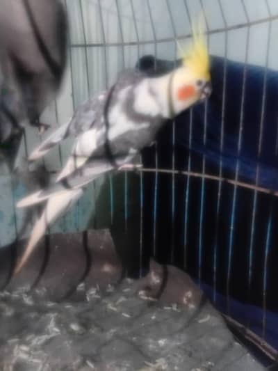 cocktail parrots 03039576668