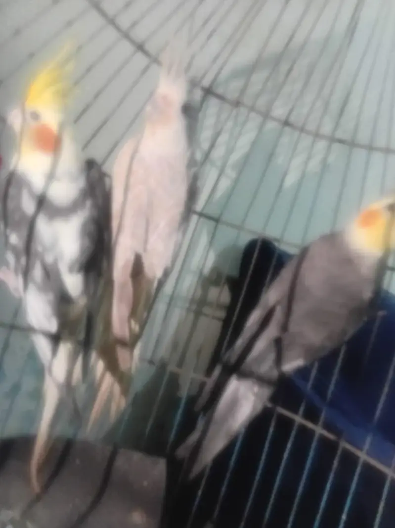 cocktail parrots 03039576668 — photo 2