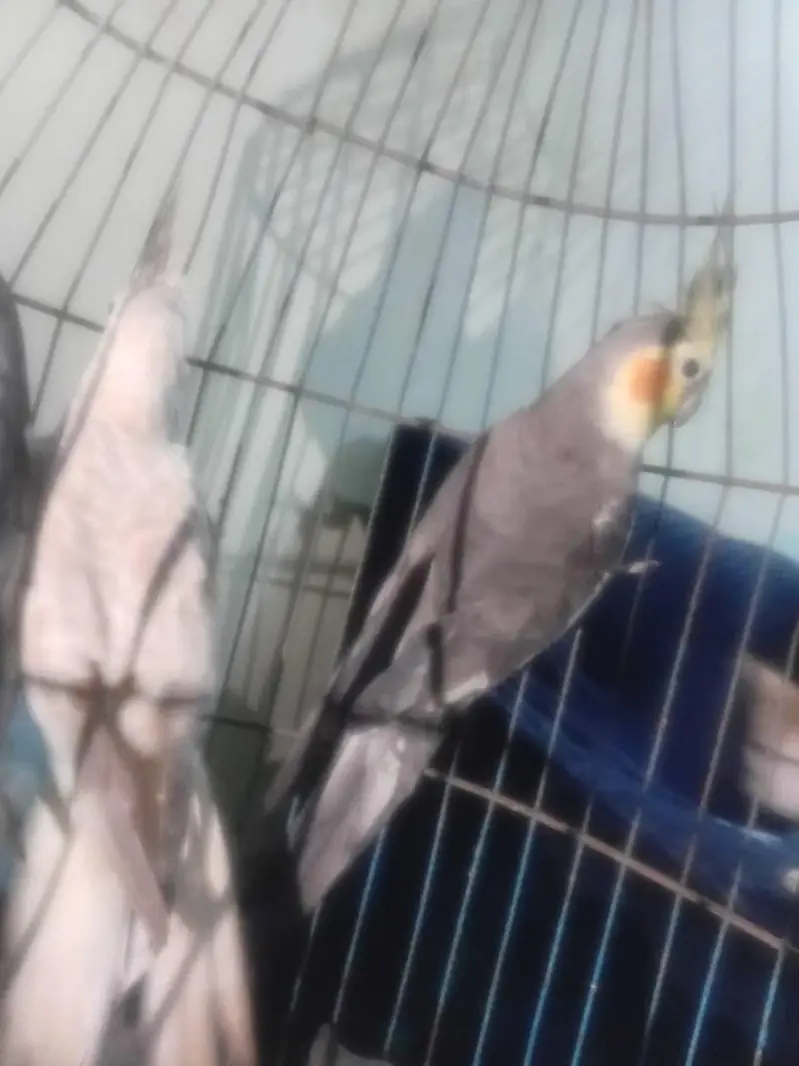 cocktail parrots 03039576668 — photo 3