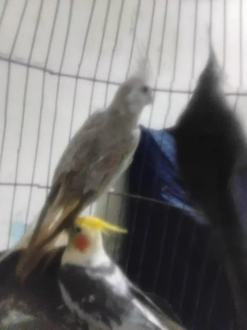 cocktail parrots 03039576668 — photo 4