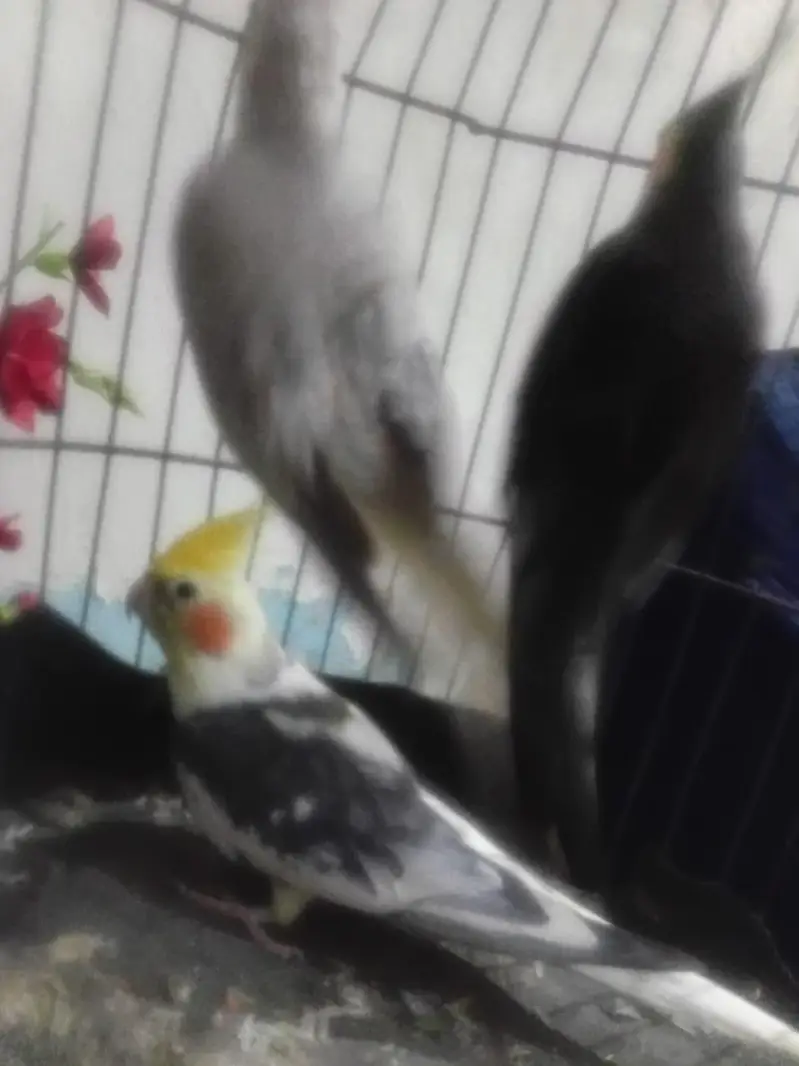 cocktail parrots 03039576668 — photo 5
