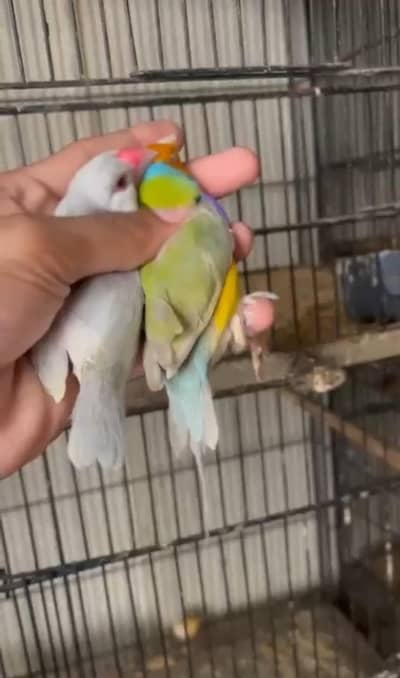 all kind of birds