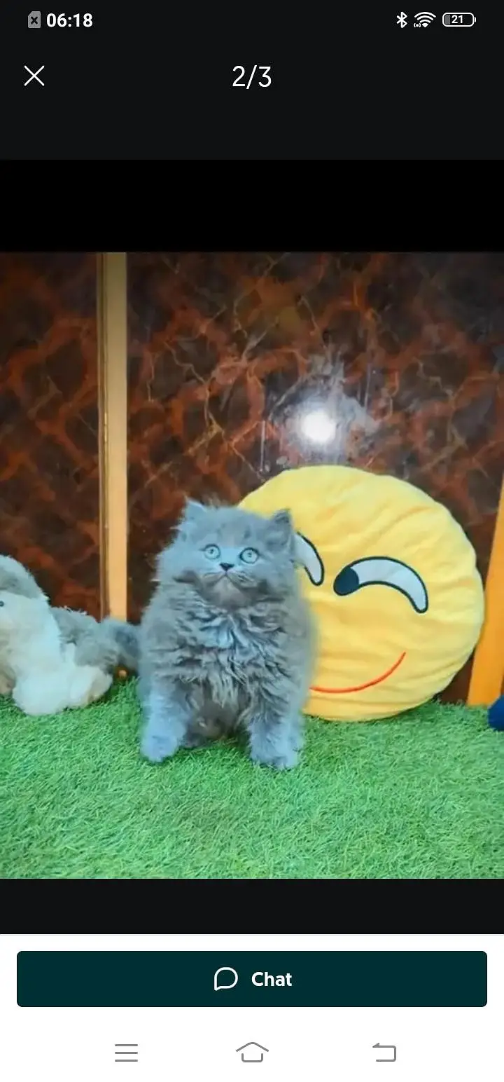 Persian cat for sale male or female my WhatsApp number3=07=93=30=944 — photo 2