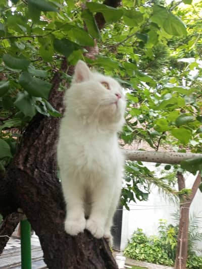 Persian Cat
