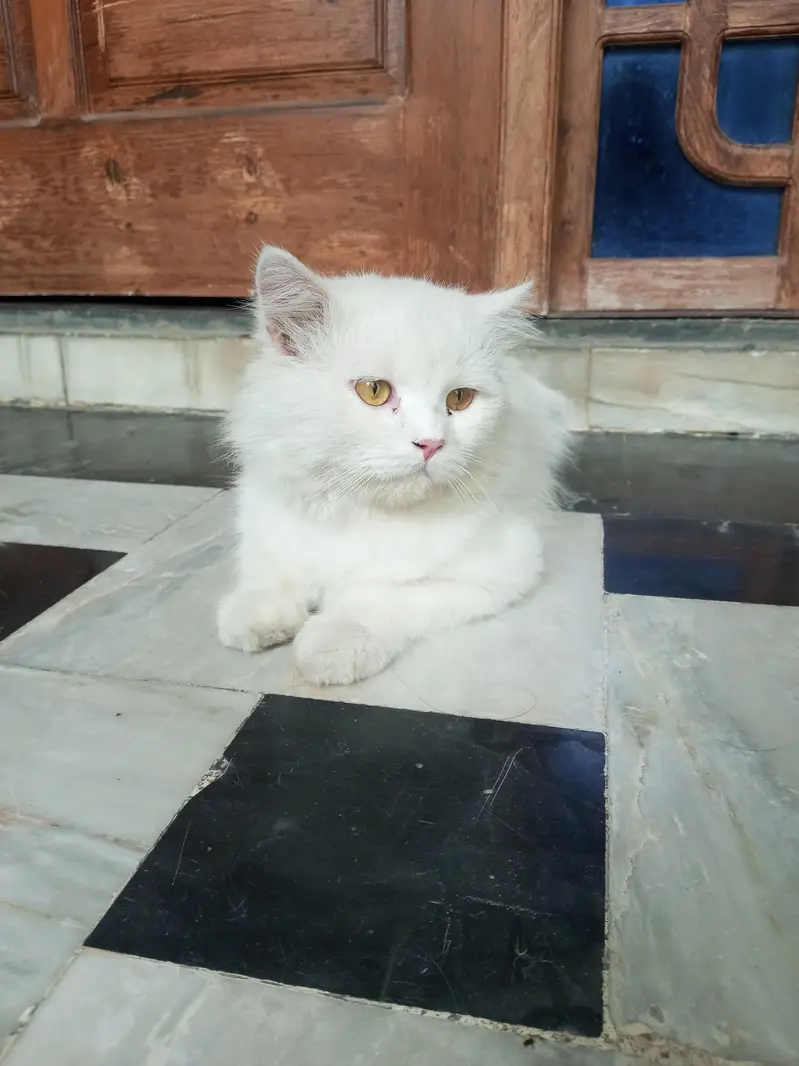 Persian Cat — photo 2