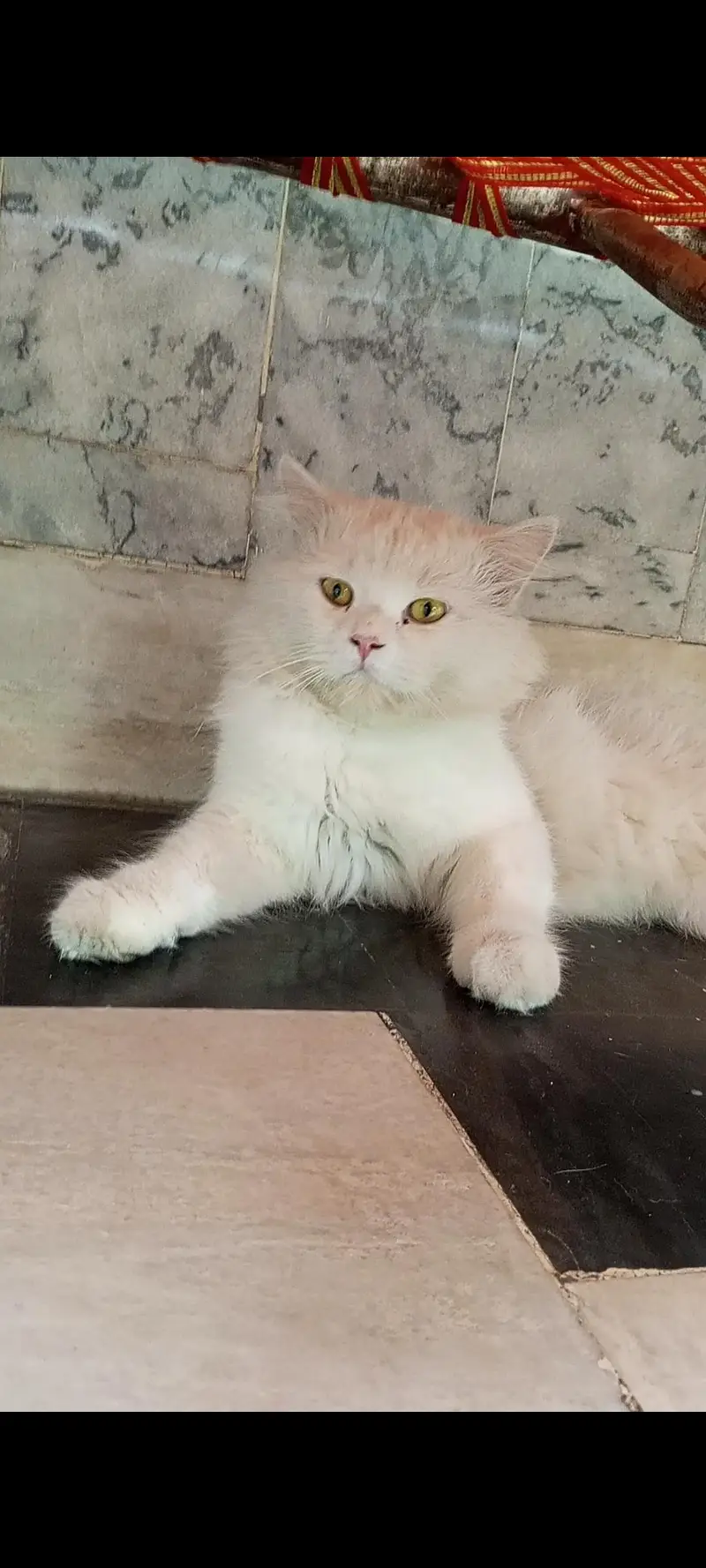 Persian Cat — photo 3