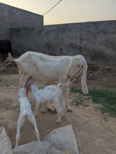 Pure Rajanpuri Goat for sale