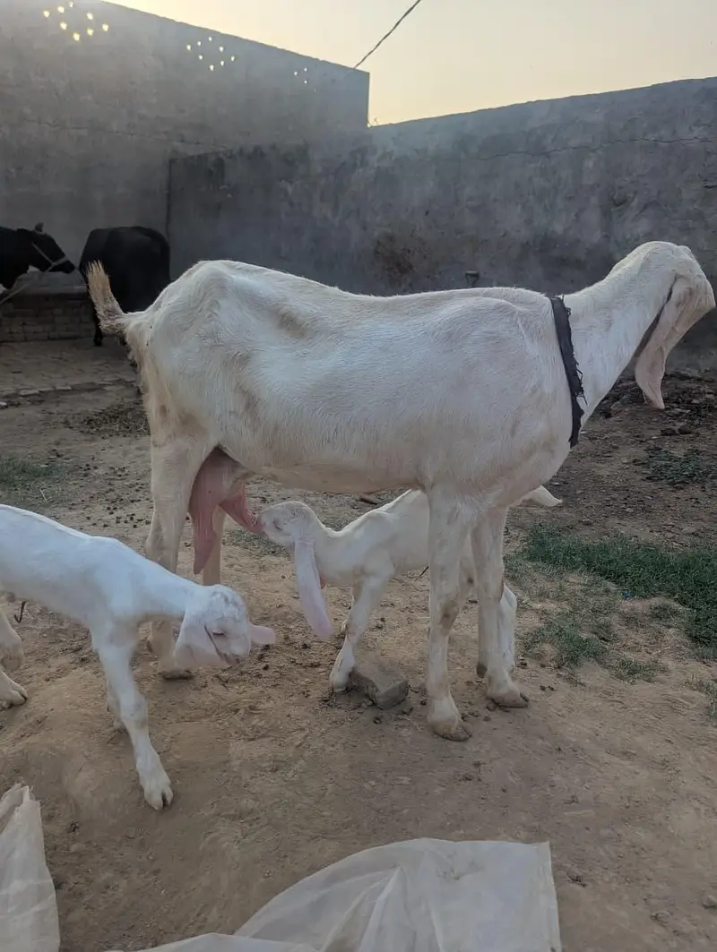 Pure Rajanpuri Goat for sale — photo 2