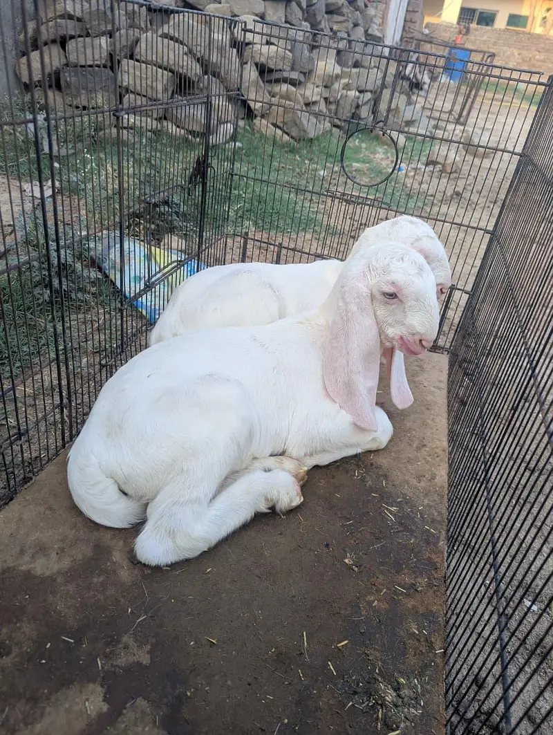 Pure Rajanpuri Goat for sale — photo 3