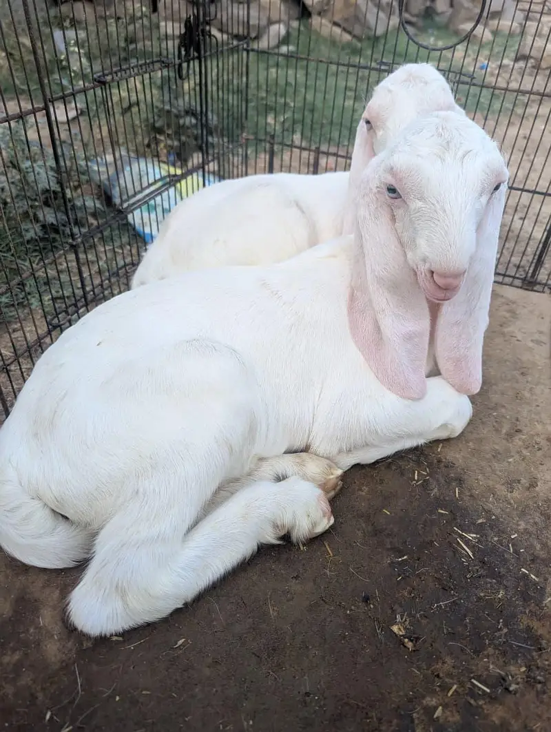 Pure Rajanpuri Goat for sale — photo 4