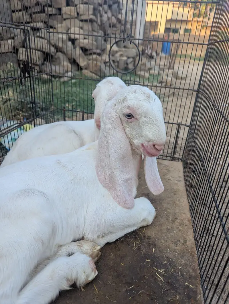 Pure Rajanpuri Goat for sale — photo 5