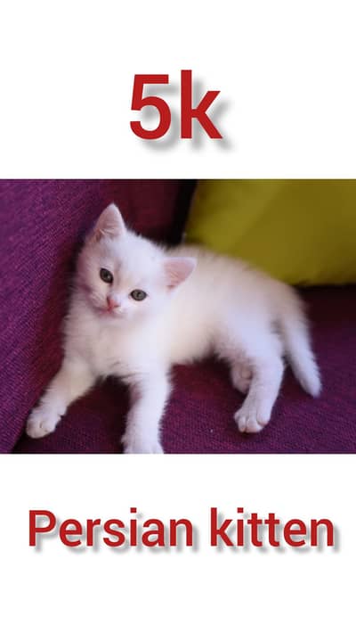 Persian cat white colour what's app sms info