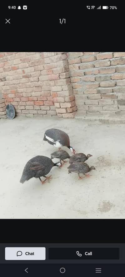chakor chicks for sale