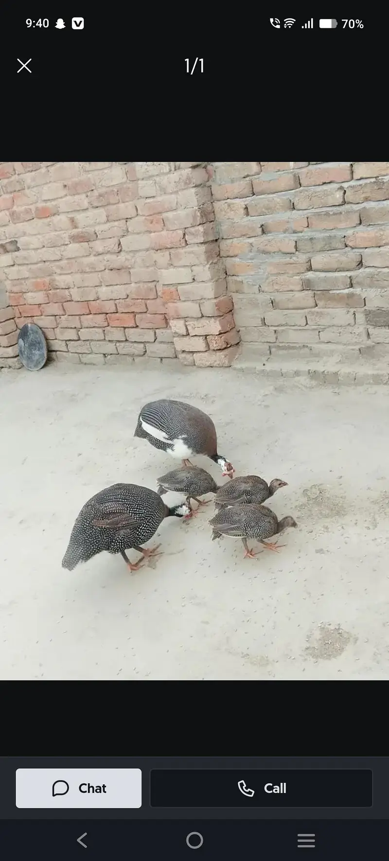 chakor chicks for sale